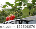 溫室裡種植的鮮紅色草莓 122608670
