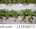 大量鮮紅的草莓 122608671