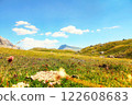 High Alpine valley with green grass and authentic vegetation. with cow dung. 122608683