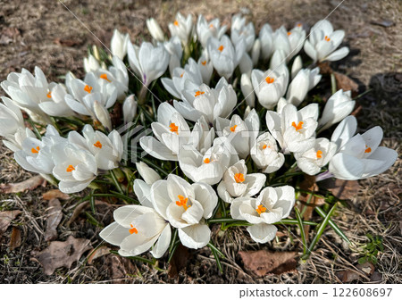 A bunch of white flowers with orange centers. 122608697