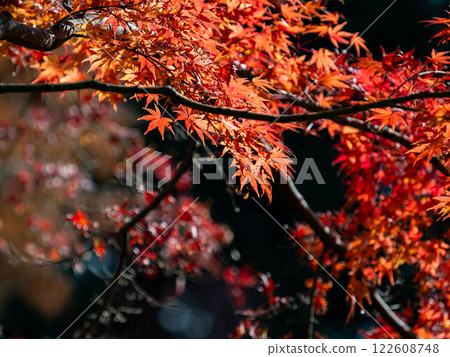 Brilliantly colored autumn leaves shining on a clear, late autumn day 122608748