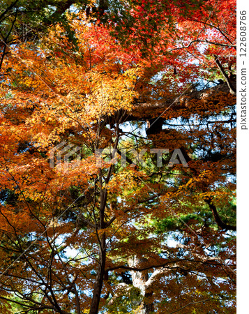 秋葉絢爛,在晴朗的深秋陽光下閃閃發光 秋葉絢爛,在晴朗的深秋陽光下閃閃發光 122608766