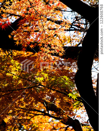Brilliantly colored autumn leaves shining on a clear, late autumn day 122608768