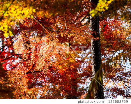 Brilliantly colored autumn leaves shining on a clear, late autumn day Brilliantly colored autumn leaves shining on a clear, late autumn day 122608769