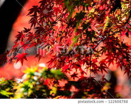 Brilliantly colored autumn leaves shining on a clear, late autumn day 122608788