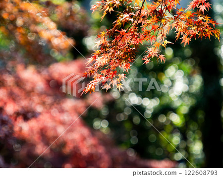 Brilliantly colored autumn leaves shining on a clear, late autumn day Brilliantly colored autumn leaves shining on a clear, late autumn day 122608793