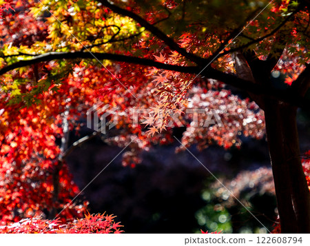 Brilliantly colored autumn leaves shining on a clear, late autumn day Brilliantly colored autumn leaves shining on a clear, late autumn day 122608794