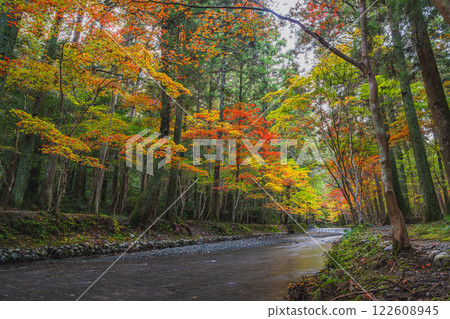Scenery of autumn leaves and a river at the Momiji Festival at Oguni Shrine, Ichinomiya, Totomi Province, Morimachi (Shizuoka Prefecture) Scenery of autumn leaves and a river at the Momiji Festival at Oguni Shrine, Ichinomiya, Totomi Province, Morimachi (Shizuoka Prefecture) 122608945