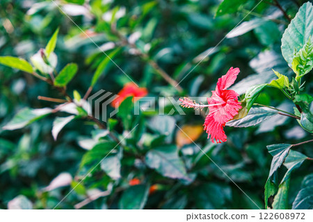 [#Okinawa] Hibiscus 122608972