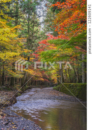 Scenery of autumn leaves and a river at the Momiji Festival at Oguni Shrine, Ichinomiya, Totomi Province, Morimachi (Shizuoka Prefecture) Scenery of autumn leaves and a river at the Momiji Festival at Oguni Shrine, Ichinomiya, Totomi Province, Morimachi (Shizuoka Prefecture) 122609141