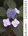 紫色繡球花的特寫 122609163