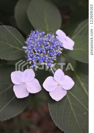 紫色繡球花的特寫 紫色繡球花的特寫 122609163