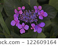 裝飾紫花繡球花的特寫 122609164
