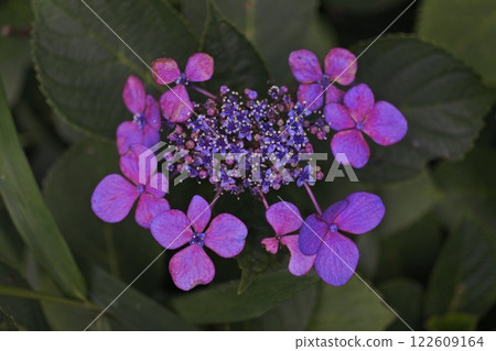 裝飾紫花繡球花的特寫 裝飾紫花繡球花的特寫 122609164