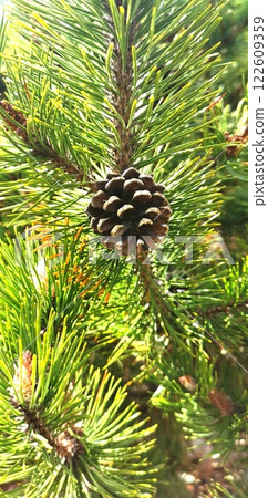 Pine cones Pine cones Pine tree 122609359