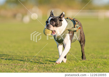 Boston terrier playing with a ball Boston terrier playing with a ball 122610093