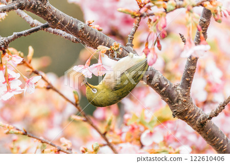 河津櫻花和mezzo 河津櫻花和mezzo 122610406