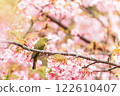 Kawazu cherry tree and mezzo 122610407