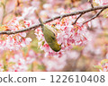 Kawazu cherry tree and mezzo 122610408