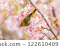 Kawazu cherry tree and mezzo 122610409