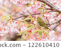 Kawazu cherry blossoms and the back of a Japanese white-eye 122610410
