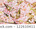 Medicine sucking honey from Kawazu cherry tree 122610411