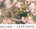 Kawazu cherry tree and mezzo 122610412