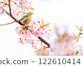 Kawazu cherry tree and mezzo 122610414