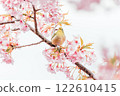 Kawazu cherry tree and mezzo 122610415