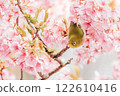 Kawazu cherry tree and mezzo 122610416