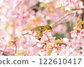 Kawazu cherry tree and mezzo 122610417