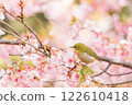 Kawazu cherry tree and mezzo 122610418