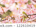 Kawazu cherry tree and mezzo 122610419