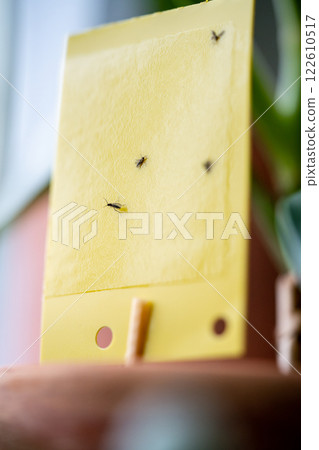 Fungus gnats stuck on yellow sticky trap closeup. Flypaper for Sciaridae insect pests at home Fungus gnats stuck on yellow sticky trap closeup. Flypaper for Sciaridae insect pests at home 122610517