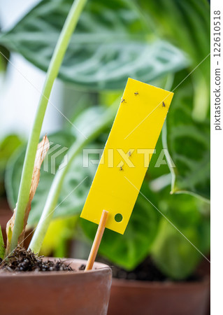 Fungus gnats stuck on yellow sticky trap closeup. Flypaper for Sciaridae insect pests at home garden 122610518