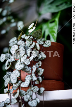 Ceropegia woodii houseplant with long heart shaped leaves in terracotta pot closeup 122610520