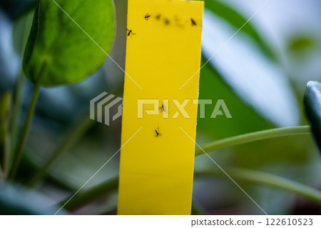 Fungus gnats stuck on yellow sticky trap closeup. Flypaper for Sciaridae insect pests at home garden 122610523