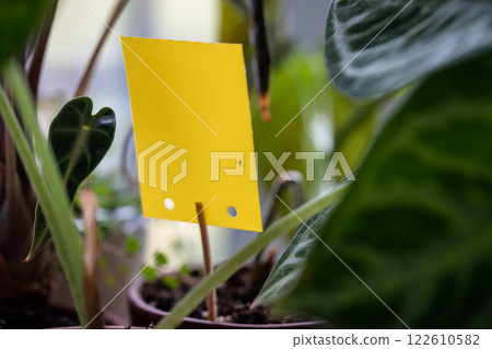 Fungus gnats stuck on yellow sticky trap closeup. Flypaper for Sciaridae insect pests at home garden Fungus gnats stuck on yellow sticky trap closeup. Flypaper for Sciaridae insect pests at home garden 122610582