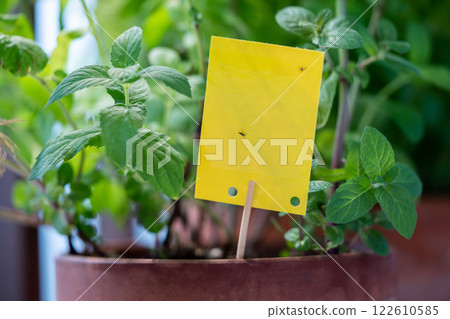 Fungus gnats stuck on yellow sticky trap closeup. Flypaper for Sciaridae insect pests at home garden Fungus gnats stuck on yellow sticky trap closeup. Flypaper for Sciaridae insect pests at home garden 122610585