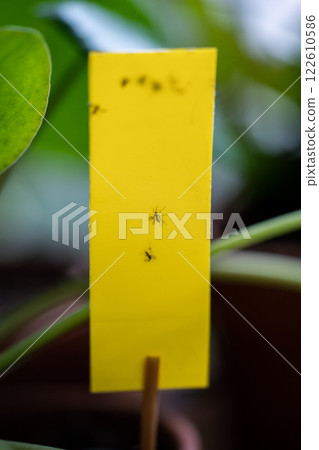 Fungus gnats stuck on yellow sticky trap closeup. Flypaper for Sciaridae insect pests at home garden 122610586