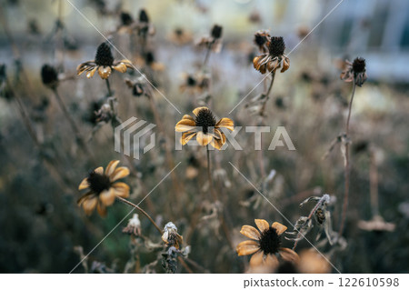 Dried remnants of Black eyed Susan on chilly street, brown leaves and shriveled flowers in field Dried remnants of Black eyed Susan on chilly street, brown leaves and shriveled flowers in field 122610598