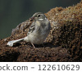 portrait of a beautiful young titmouse 122610629