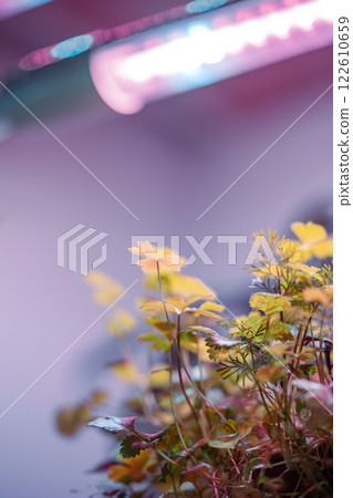Dill, cilantro, parsley cultivated under artificial light at home in winter season, soft focus.  122610659
