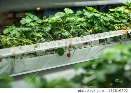 Strawberry cultivation in greenhouse. Mini-farm for growing Fragaria indoors in artificial substrate 122610702
