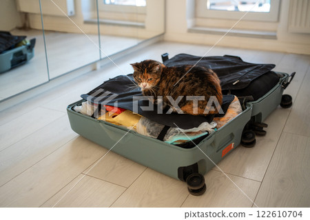 Interested tabby cat sitting in owner open packed suitcase luggage at home anxious to adventure. 122610704