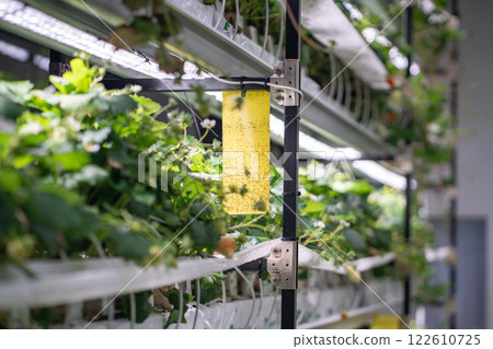 Yellow sticky traps hanging near strawberry seedlings to control whiteflies and pests in greenhouse 122610725