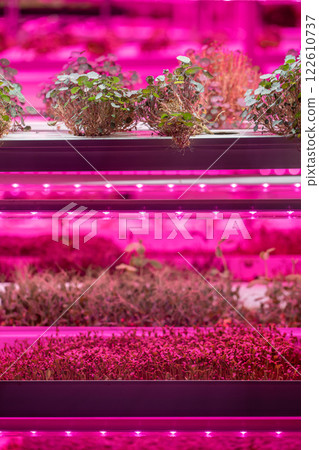 Full spectrum LED grow lights for Nasturtium. Hydroponics and modern methods of growing microgreens Full spectrum LED grow lights for Nasturtium. Hydroponics and modern methods of growing microgreens 122610737