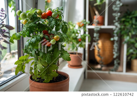 Ripe red cherry tomatoes first appear on branch of plant in pot on home windowsill. Domestic garden 122610742