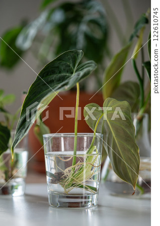 Sprouts of Philodendron Splendid plant in glass jar. Simple propagation houseplant by stem in water 122610745