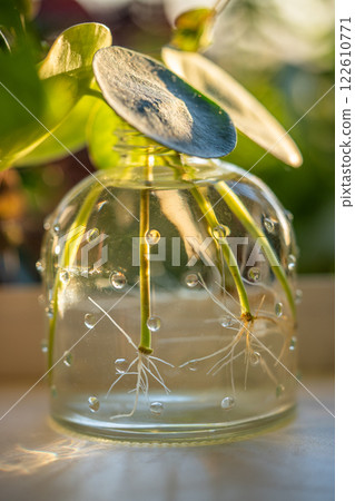 Water propagating of sprout Pilea peperomioides cuttings with roots in glass jar at home.  122610771